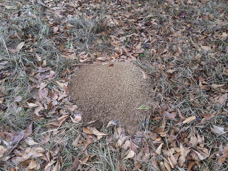 Casual Survey of Three Acres of Land Reveals 120 Fire Ant Colonies - Another