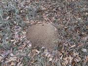 casual survey of three acres of land reveals 120 fire ant colonies - Another