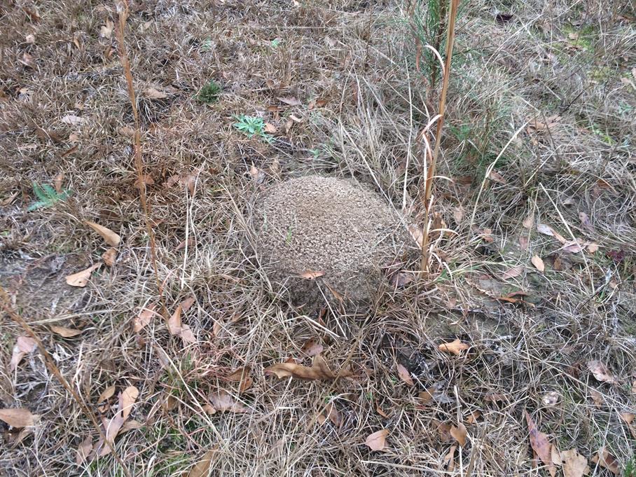 Casual Survey of Three Acres of Land Reveals 120 Fire Ant Colonies - Another