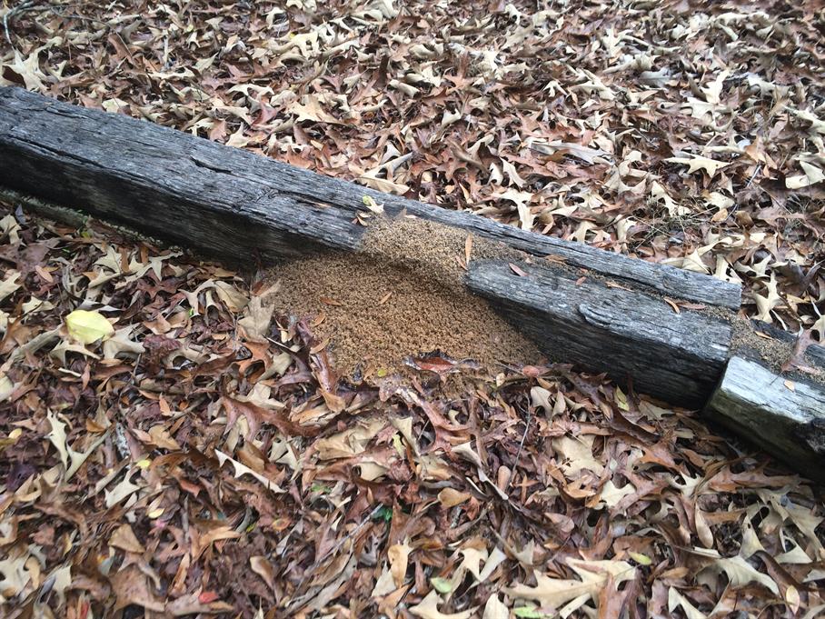 Casual Survey of Three Acres of Land Reveals 120 Fire Ant Colonies - Another railroad tie.