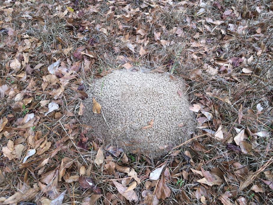 Casual Survey of Three Acres of Land Reveals 120 Fire Ant Colonies - Another