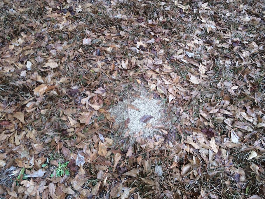 Casual Survey of Three Acres of Land Reveals 120 Fire Ant Colonies - Another