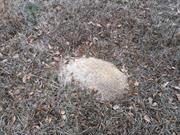 casual survey of three acres of land reveals 120 fire ant colonies - Another