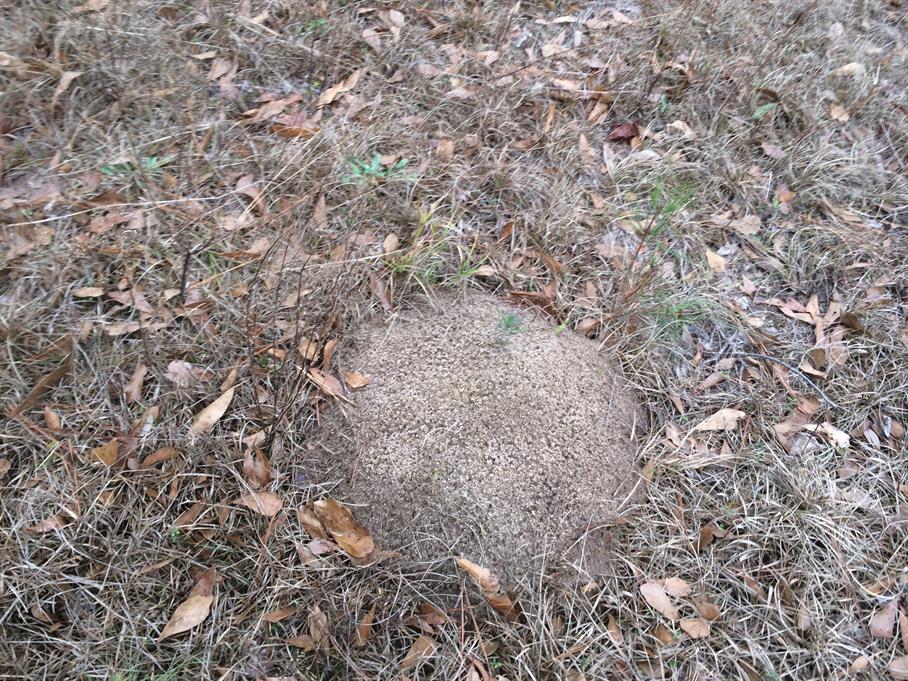 Casual Survey of Three Acres of Land Reveals 120 Fire Ant Colonies - Another