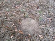 casual survey of three acres of land reveals 120 fire ant colonies - Another