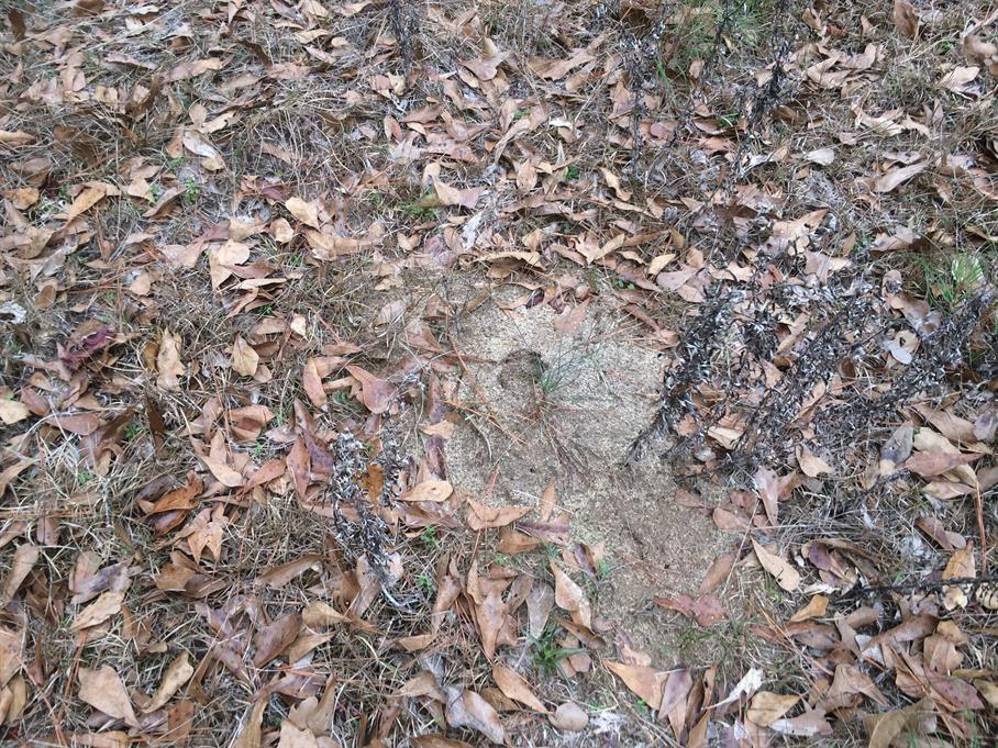 Casual Survey of Three Acres of Land Reveals 120 Fire Ant Colonies - Another