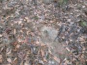 casual survey of three acres of land reveals 120 fire ant colonies - Another