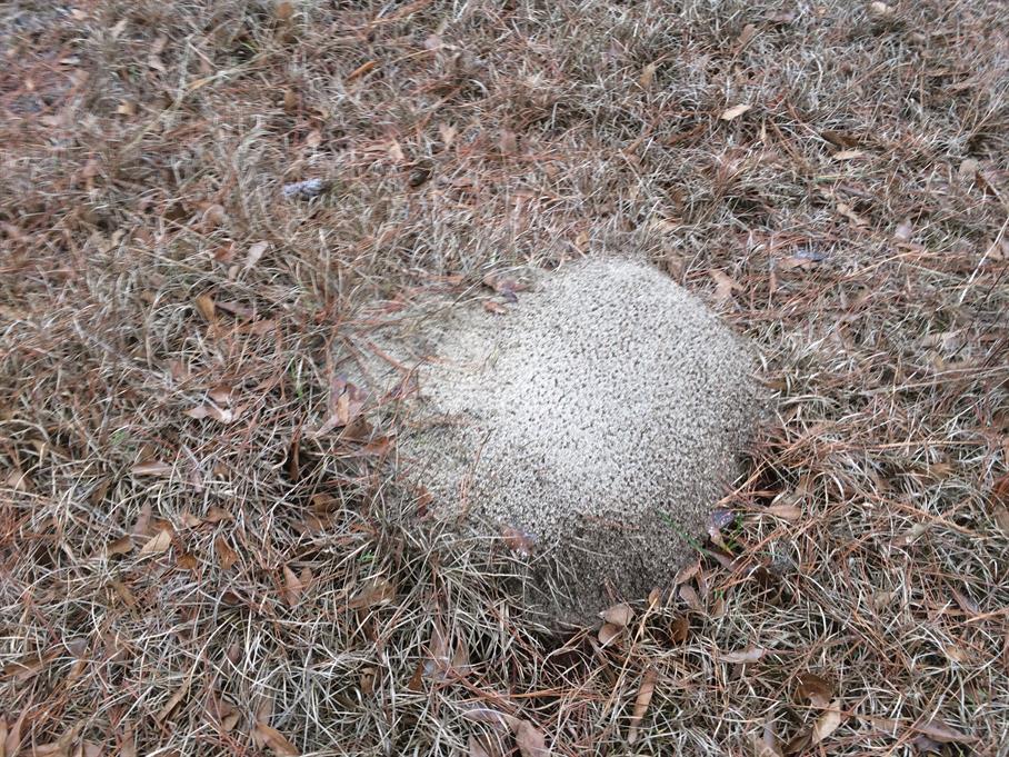 Casual Survey of Three Acres of Land Reveals 120 Fire Ant Colonies - Another