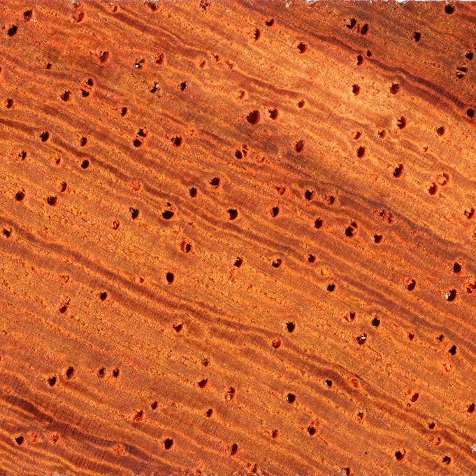 Padauk - Endgrain Picture.