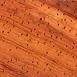 Padauk -Endgrain Picture.